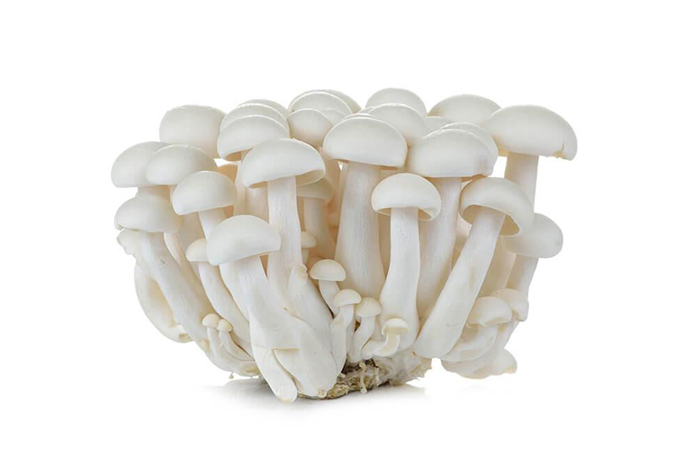 WHITE SHIMEJI MUSHROOM 2 PACKS